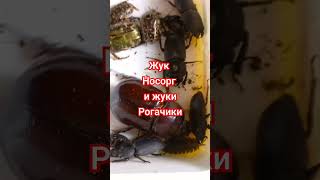 ЖУК НОСОРОГ И ЖУКИ РОГАЧИКИ ДОРКУСЫ Rhyno Beetle Oryctes nasicornis Stag Beetles Dorcus insects [upl. by Pinkerton]