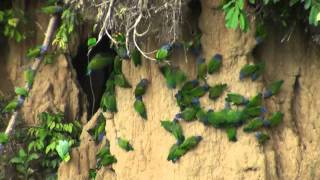 Birds of Peru Blue headed parrots at clay lick [upl. by Merwyn]