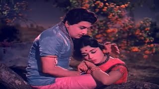 Thottal Poo Malarum  Padakotti  MGR  Sarojadevi  T M Soundararajan P Susheela  Classic Hits [upl. by Alamak]