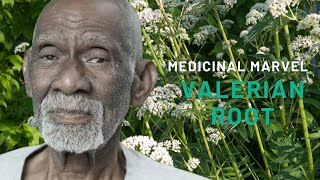 The Medicinal Marvel Valerian Root [upl. by Chimene]