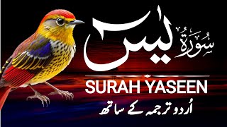 Surah Yasin Yaseen  Surah Yaseen With Urdu Translation  Episode 37 [upl. by Annaeg]