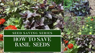 How to Save Basil SeedsSeed Saving SeriesSaving Seeds TipsHerb Gardening [upl. by Esteban750]