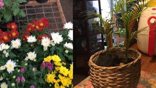 Plant nursery in kochi മലയാളം  Plant shopping  Plant haul  Plant nursery visit [upl. by Nylcsoj]