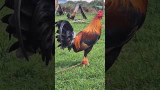 QUALITY CHICKEN OF TRES MARIAS GF shortvideo breeder chicken gamefarm [upl. by Anelrad679]