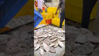 Big Cuttlefish పెద్ద కండవాలు కట చేసే విధానం Kakinada Fishing Harbour [upl. by Noryv]