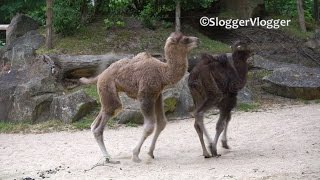 Baby Camels Are Adorable Running [upl. by Schultz]