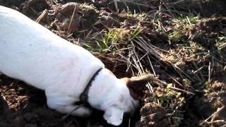 FAST Jack Russell Terrier Catching Field Mice [upl. by Nayd]