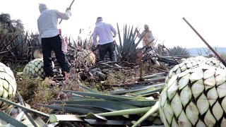 Discover the Making of Mexican Agave Sugar Video [upl. by Humberto]