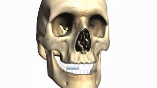 Skull tutorial 2  Bones of the facial skeleton  Anatomy Tutorial PART 2 [upl. by Norvall470]