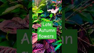 Autumn Flowering Plant  Persicaria ready to flower  Tropical garden shootsvideo garden plants [upl. by Tibbitts]