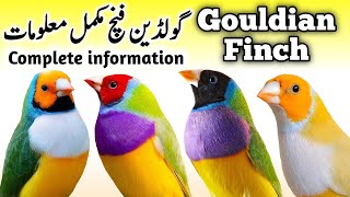 Lady Gouldian Finch Breeding Tips  Gouldian Finch Nest Box Cage amp Seed  Gouldian Finch Male Female [upl. by Frohne]