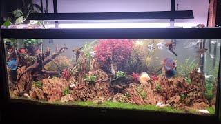 Magnifique Aquarium 400 Litres [upl. by Bullard]