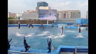 Oceanografic Valencia  Delfines [upl. by Thill874]