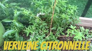 Permaculture La verveine citronnelle Boissons chaude gratuites [upl. by Vladimir]