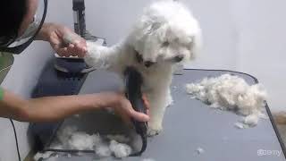 Curso Básico de Peluquería Canina  Paso 1 Corte Inicial [upl. by Nauqyaj]