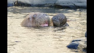 Erste Schwimmstunde für Hagenbecks Walrossbaby [upl. by Massarelli594]