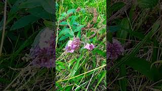 Natur pur im Herbst🌿🌸🍇 [upl. by Oneida]