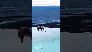 Majestic Wild Icelandic Horse on a Snowy Coastline 🐎 Natures Untamed Beauty  Epic Winter Sight [upl. by Akim]