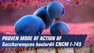 Proven mode of action of Saccaromyces boulardii CNCM I745 [upl. by Hoy]