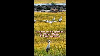 Oriental storks spotted in Chinas Daan in large numbers [upl. by Utley]