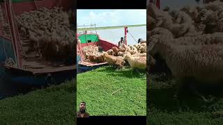 Sheep farming in Bangladesh sheep animals farming shortvideo shorts [upl. by Willner]