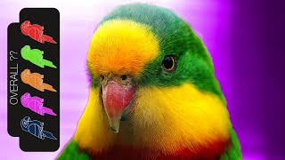 Superb Parrot The Best Pet Parrot [upl. by Catlaina356]