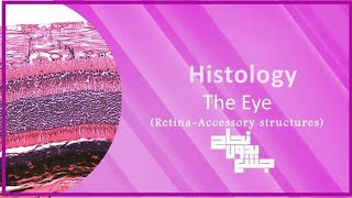 L3 part 2 Eye Retina and accessory structures  Histology [upl. by Akinahs]