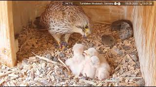 Common kestrel Chicks Nest Cam 2023 519 DAY 3 [upl. by Laleb34]