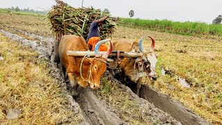 Bullock cart stuck in mud ride  Bullock cart heavy load sugarcane  cow amp oxen videos [upl. by Suanne35]