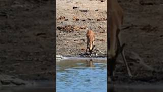 Crocodile not allow deer to drink waterwildlife [upl. by Cornia93]