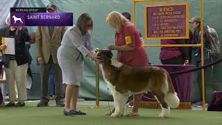 Saint Bernards  Breed Judging 2023 [upl. by Estus504]