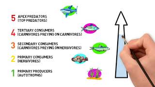 FAIRSEA The trophic level of marine species [upl. by Llednil]