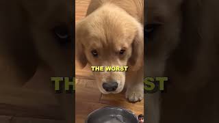 Puppy Betrayed 💔💔💔 funny youtubeshorts ytshort pets puppy [upl. by Robins]