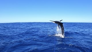 Bermagui striped marlin fishing [upl. by Alexio]