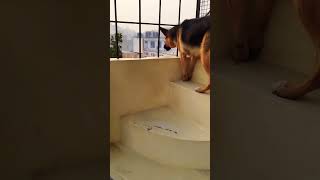 German shepherd dog barking  gsd dog barking  dog barking  puppy barking  dog voice [upl. by Oemac]