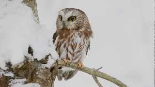 Northern Sawwhet Owl [upl. by Notluf]