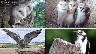 🔴 LIVE Barn Owls 🦉🐥 Stoats 🐾 Kestrels 🦅🥚 Tawny Owls 🦉  From Fotherdale Yorkshire UK [upl. by Sugirdor]