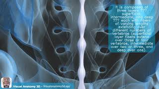 Visual Anatomy 3D Facts about the Supraspinous ligament sacral part [upl. by Manus]