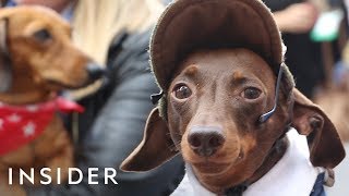 Hundreds Of Dachshunds Joined A ‘Sausage Walk’ In London [upl. by Jard]