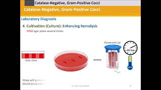 Streptococci Grampositive catalase negativecocci B [upl. by Pascia]