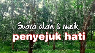 suara alam suara musik dan burung untuk relaksasi penghilang stress dan galau [upl. by Eahc]