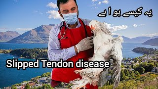 Treatment and cause of Slipped tendon in Brahma Chicken Perosis in chicken [upl. by Brodsky]