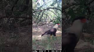 Crested Caracara wildlife birdsofprey trailcamera [upl. by Nylteak]