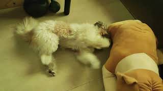 Shih Tzu puppy playing with Bulldog [upl. by Lapham7]