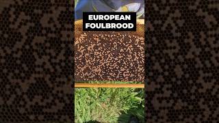 EUROPEAN FOULBROOD  Inspection and control with natural products [upl. by Egamlat]