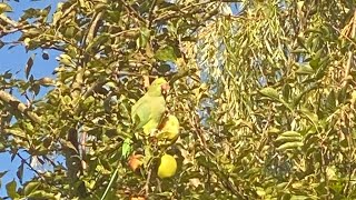 Shahar Munir is live beautiful Parrot 🦜 [upl. by Haidebej]