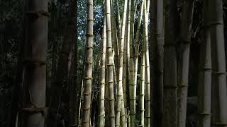 GIANT BAMBOO DENDROCALAMUS ASPER in BUKIDNON [upl. by Eseryt]