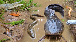 Menemukan ikan lele besar dalam lubang ada ikan hias ikan koi ikan gabus kura kura udang galah [upl. by Tirrell345]