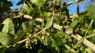 Our 8 Fruiting Garcinias Species  Nitrogen Fixation Plants  April 29 2024 [upl. by Ydnir71]