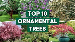 10 Most Popular Ornamental Trees for Your Garden 👌🌿💚  PlantDo Home amp Garden [upl. by Melc826]